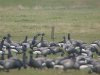 Black Brant at Fleet Head (Steve Arlow) (66330 bytes)